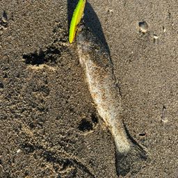 セイゴ（マルスズキ）