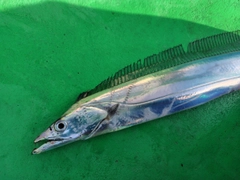 タチウオの釣果