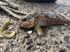 アイナメの釣果