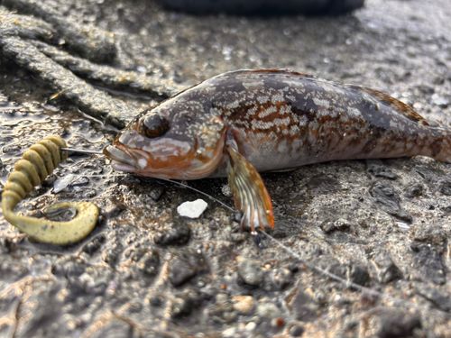 アイナメの釣果