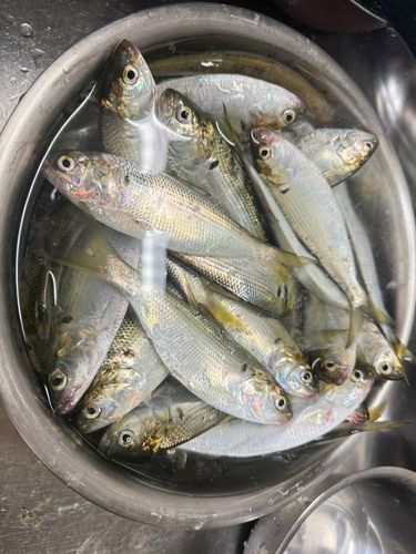 コハダの釣果