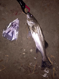 フッコ（マルスズキ）の釣果