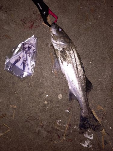 フッコ（マルスズキ）の釣果