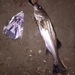 フッコ（マルスズキ）