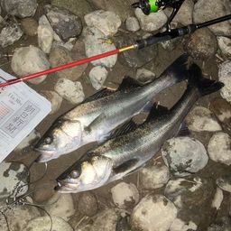 セイゴ（マルスズキ）