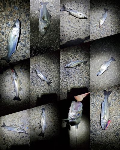セイゴ（マルスズキ）の釣果