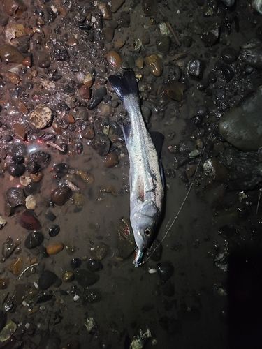 セイゴ（マルスズキ）の釣果