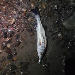 セイゴ（マルスズキ）