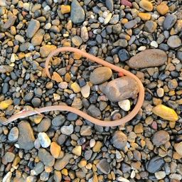 ダイナンウミヘビ