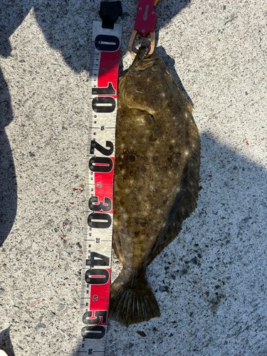 ヒラメの釣果