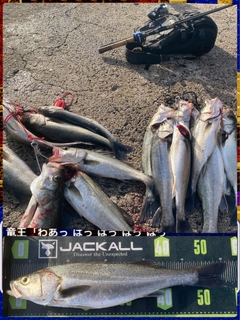 シーバスの釣果