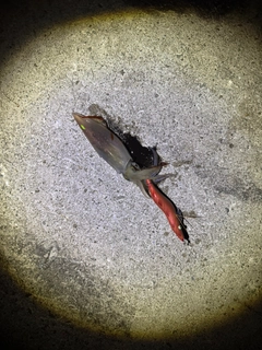 ケンサキイカの釣果