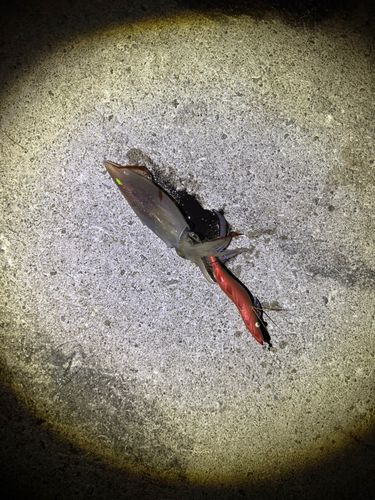 ケンサキイカの釣果