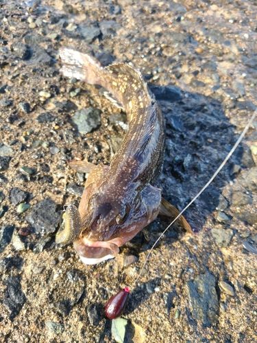 アイナメの釣果