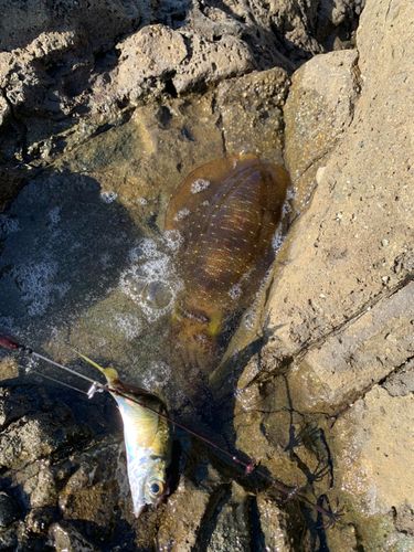 アオリイカの釣果