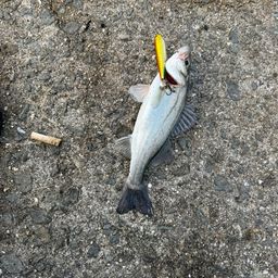 セイゴ（マルスズキ）