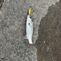 セイゴ（マルスズキ）