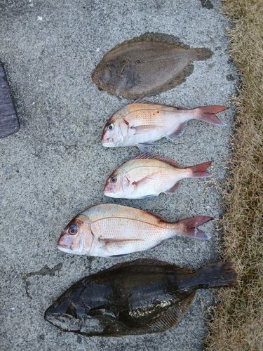 ヒラメの釣果