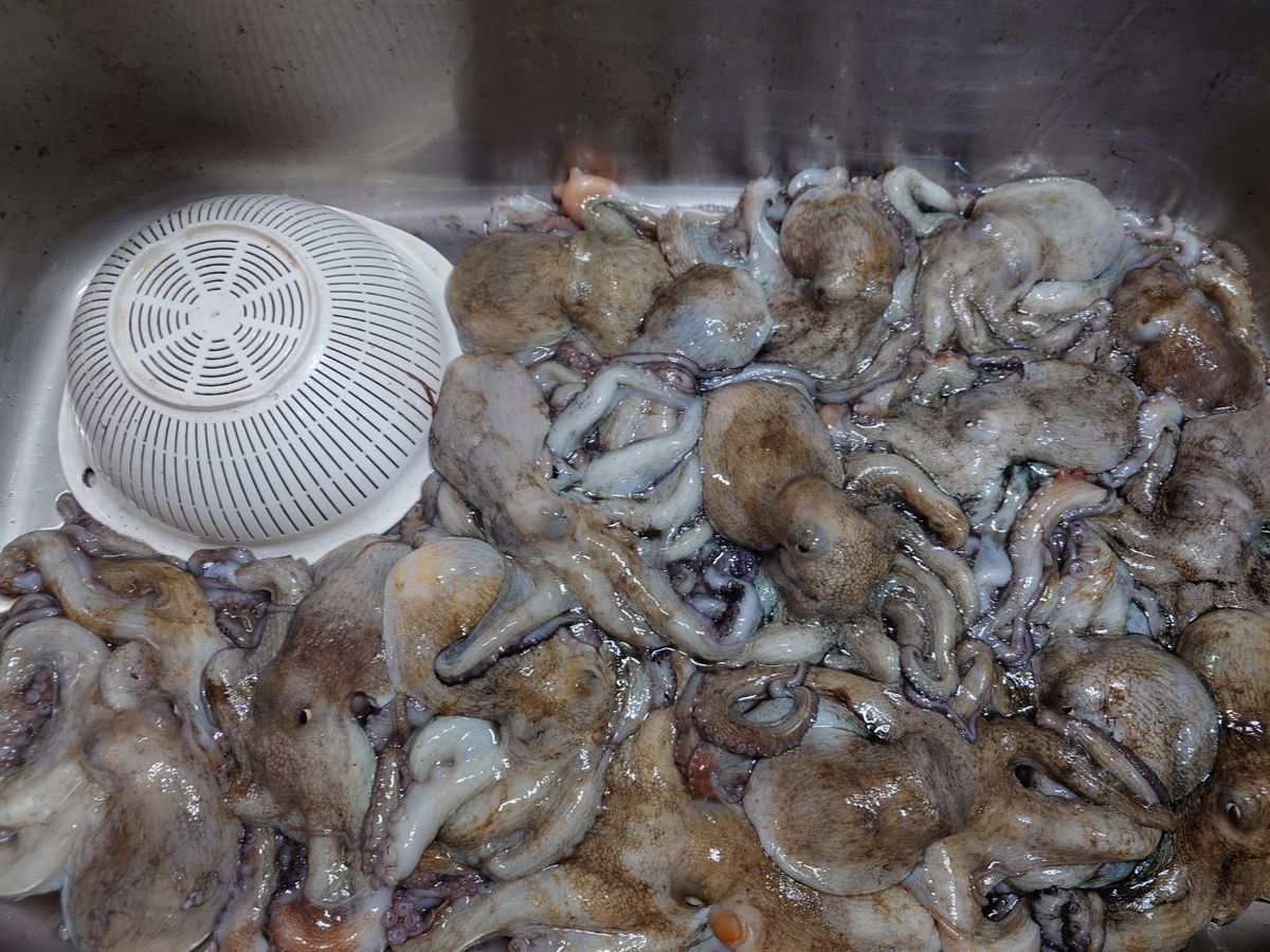 変態様さんの釣果 2枚目の画像