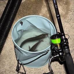 セイゴ（ヒラスズキ）