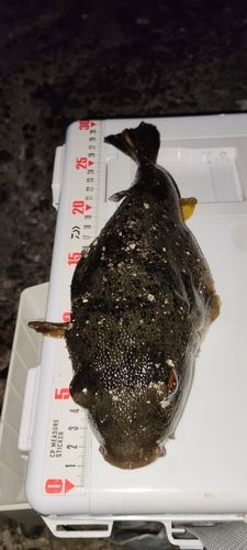 ヒガンフグの釣果