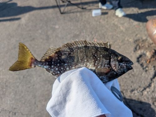 アイゴの釣果