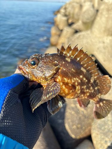 カサゴの釣果