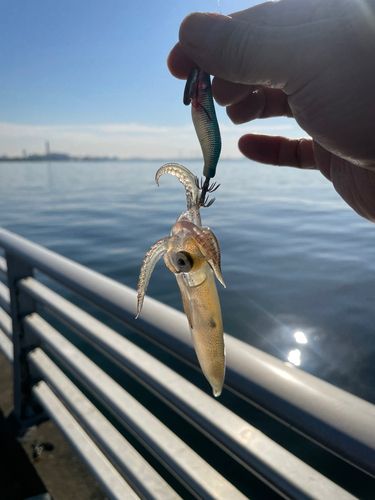 ヒイカの釣果