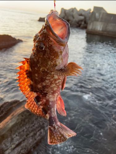 カサゴの釣果