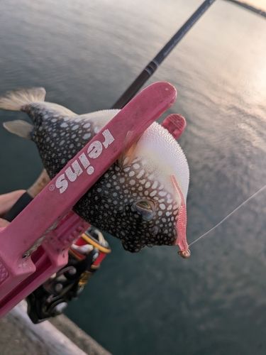 アカメフグの釣果