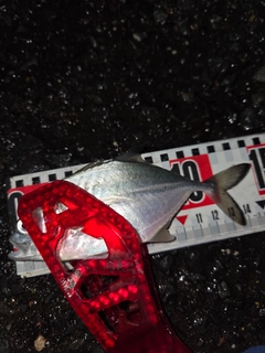 ギンガメアジの釣果