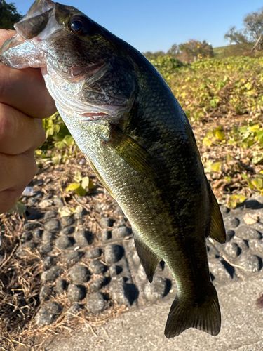ラージマウスバスの釣果