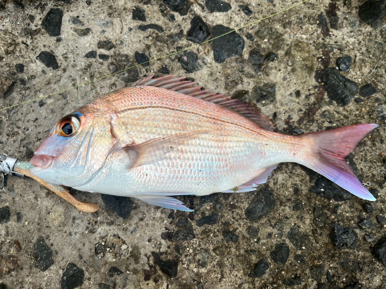 SHIMANO 20エクスセンス MB S96M-6の最安値・インプレ・釣果 | 本音の