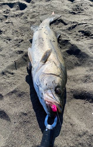 マルスズキの釣果