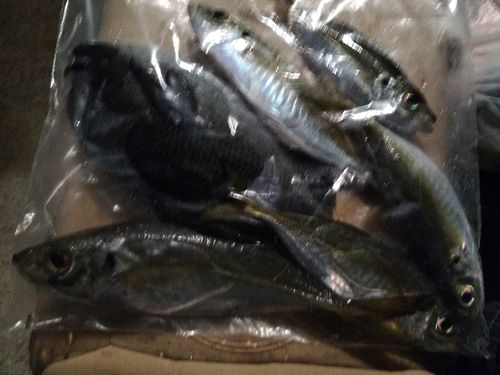 金沢水際線緑地（福浦岸壁）