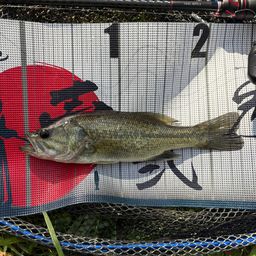 ラージマウスバス