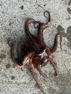 タコの釣果