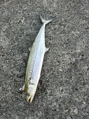 サゴシの釣果