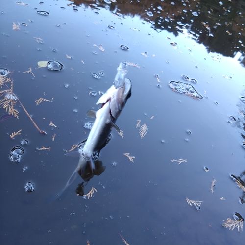 ニジマスの釣果