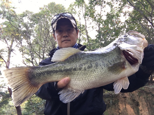 ブラックバスの釣果