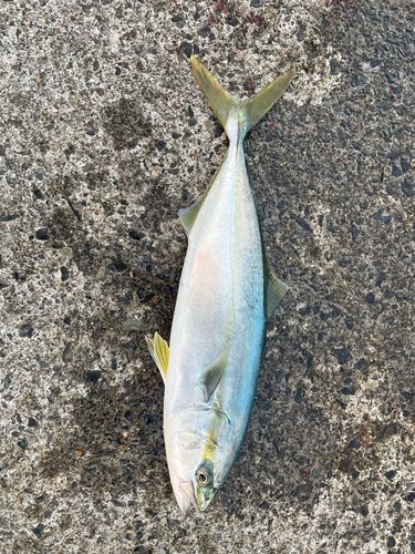 浜田マリン大橋