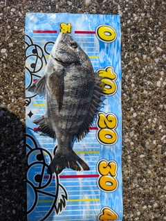 クロダイの釣果