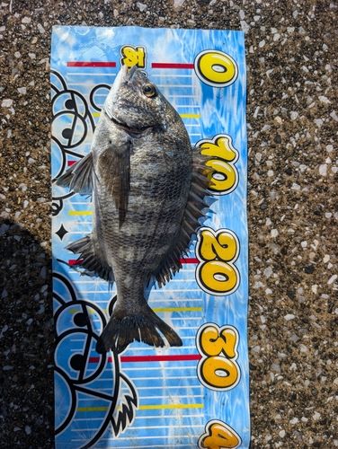 クロダイの釣果