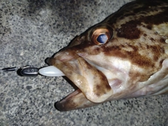 タケノコメバルの釣果