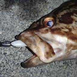 タケノコメバル