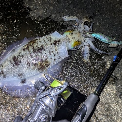 アオリイカの釣果