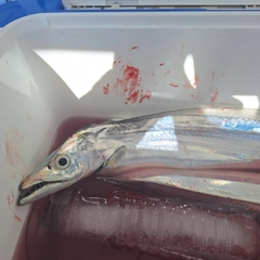 タチウオの釣果