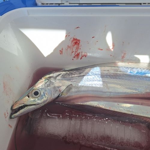 タチウオの釣果