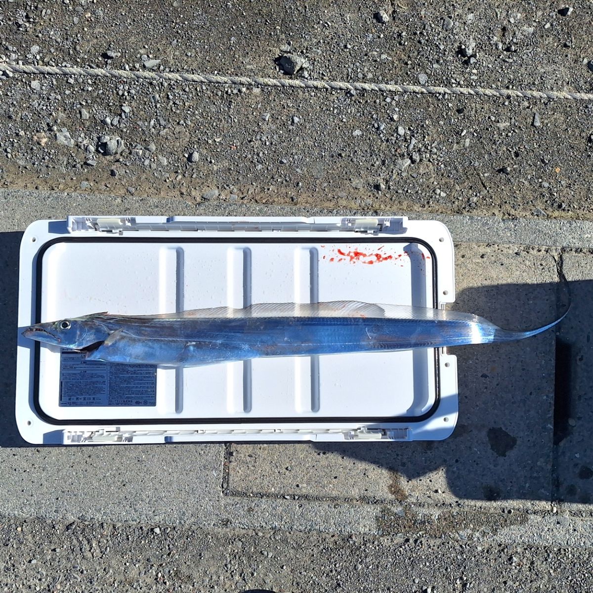 Kazu-kmkkさんの釣果 2枚目の画像