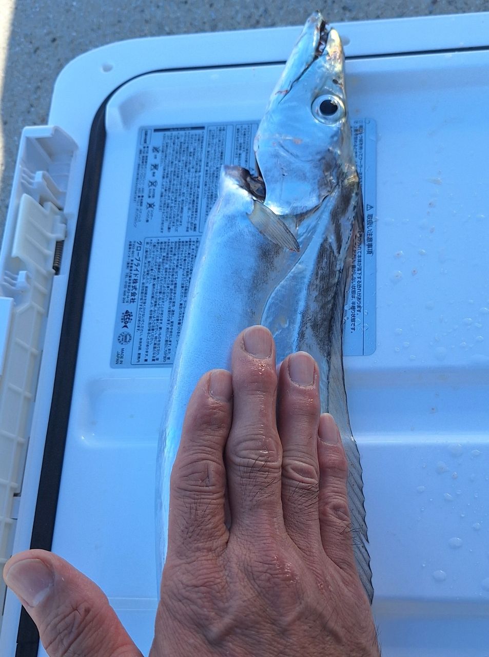 Kazu-kmkkさんの釣果 3枚目の画像